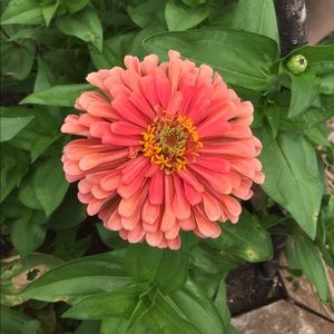 Meet your Posher, Patricia